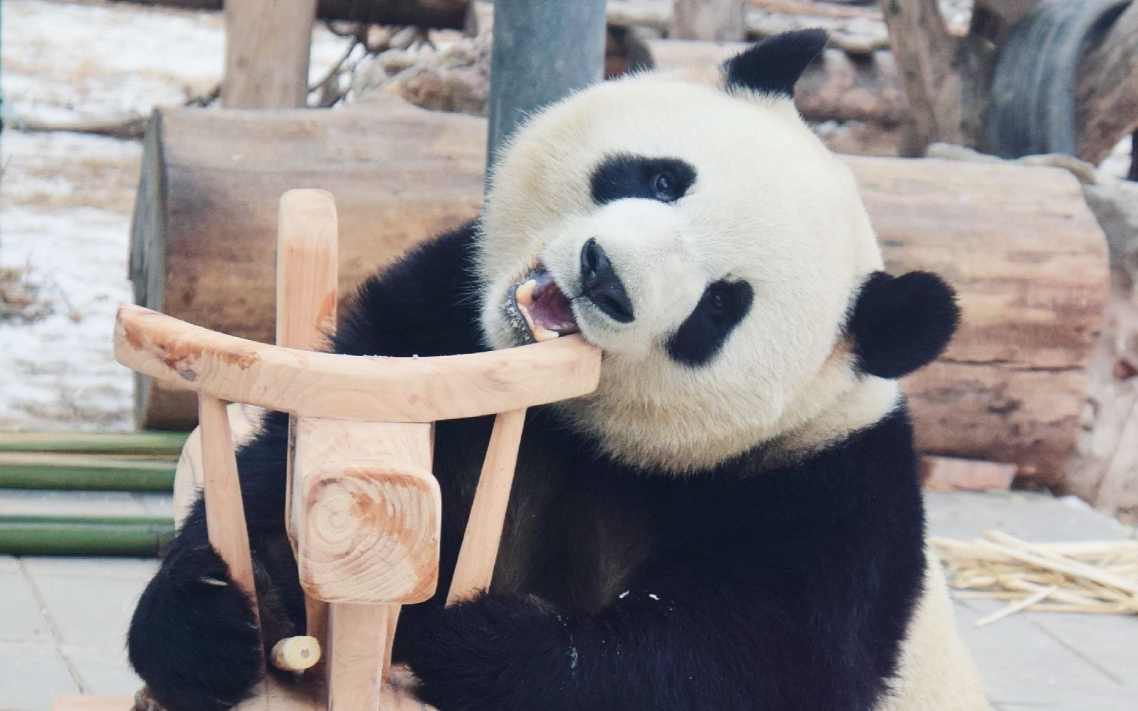 大熊猫萌兰 极品小可爱 么么激萌混剪