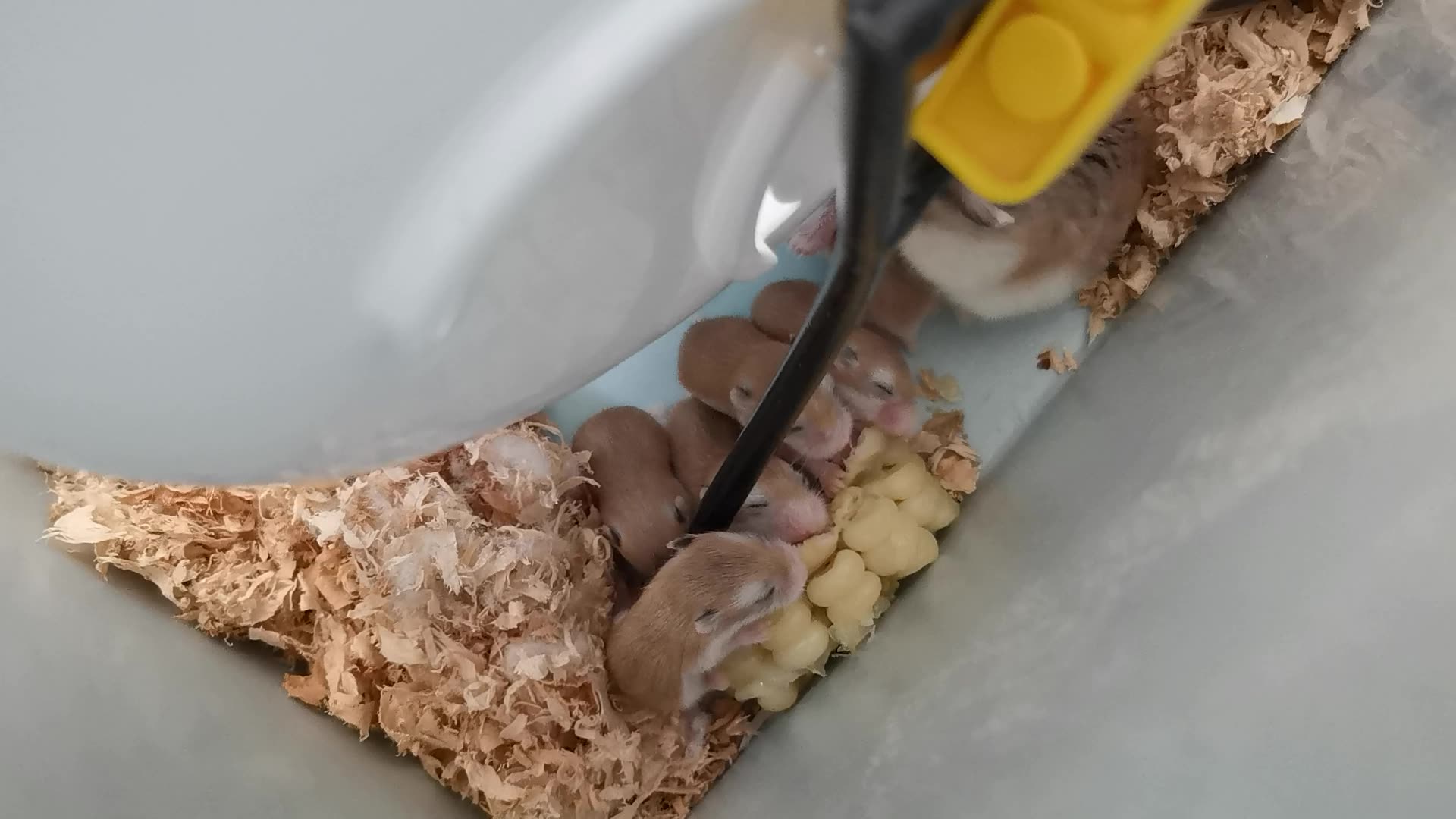 仓鼠宝宝吃玉米