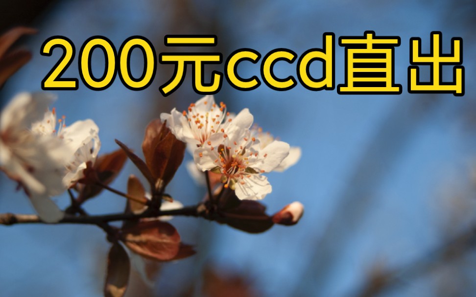 2024年只需要200块的ccd 尼康d70 春日扫花直出!哔哩哔哩bilibili