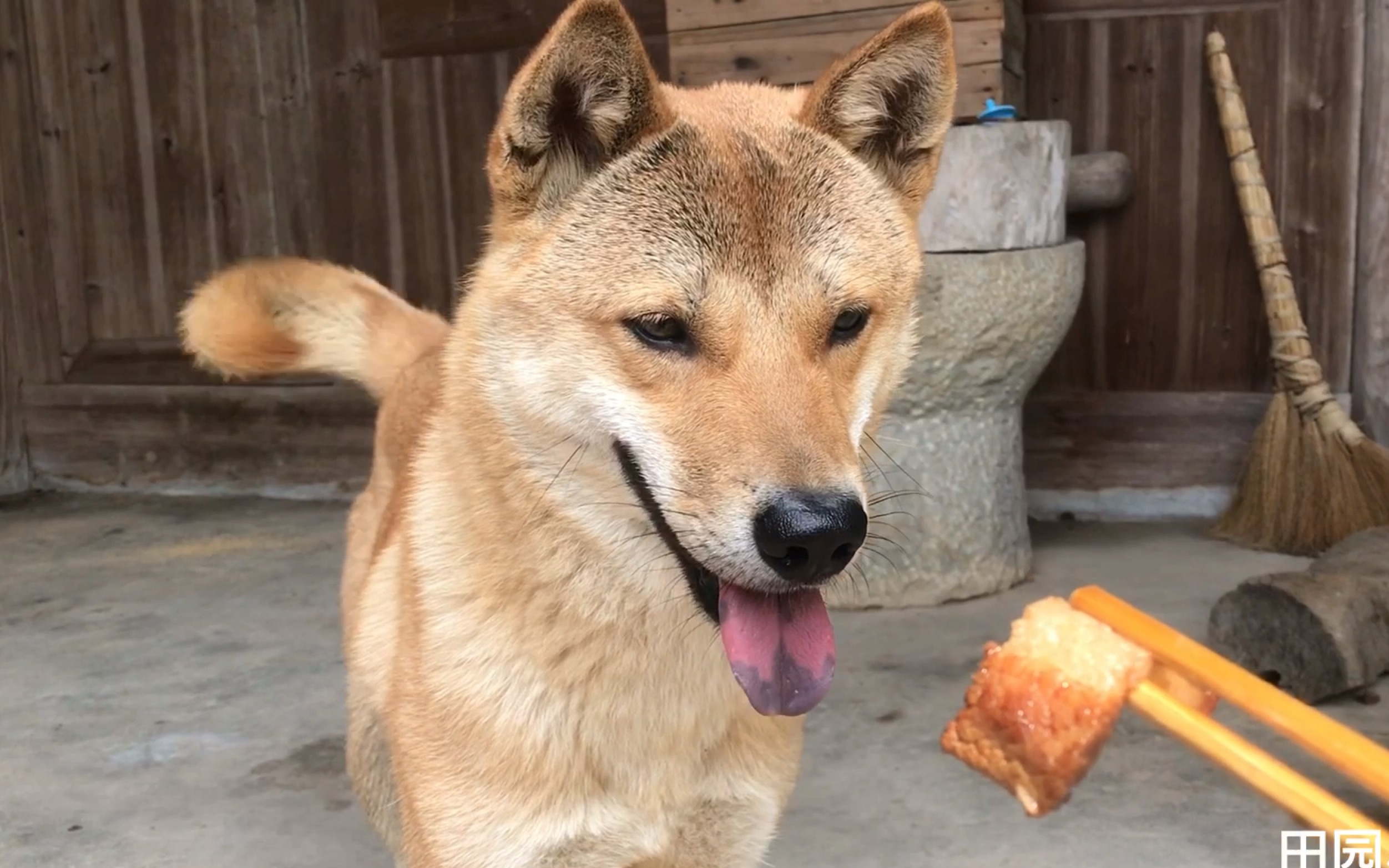 【田园犬】忠诚乖巧聪明有灵性好养活,中国看家护院小能手.