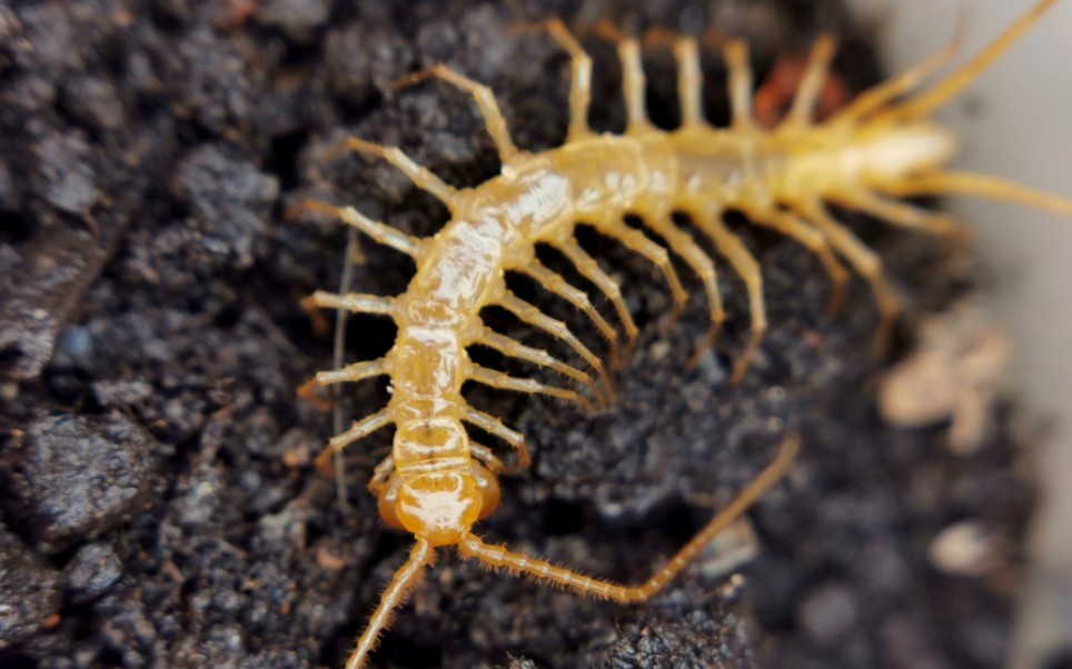 广西产地的洞穴无眼石蜈蚣的连续捕食和进食片段