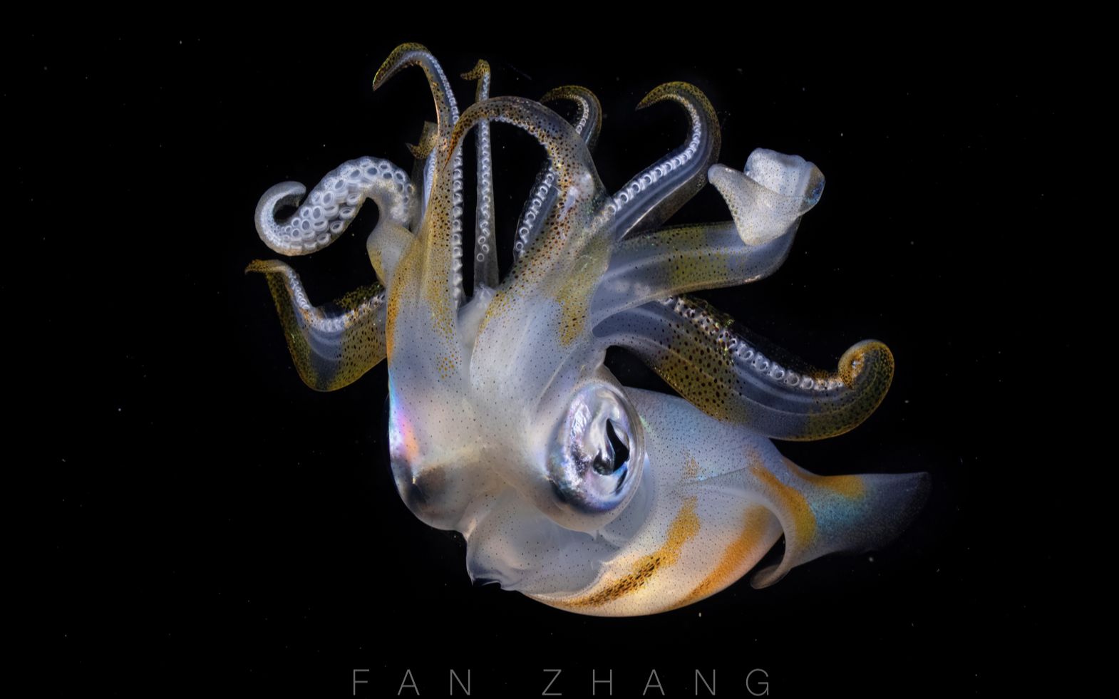 莱氏拟乌贼的夜之圆舞曲_哔哩哔哩_bilibili