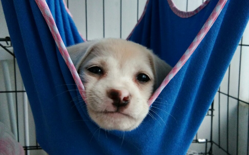 臭狗子会握手啦