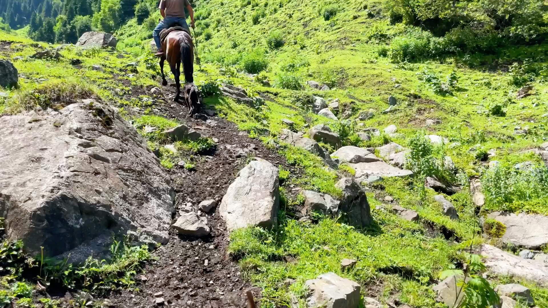 [图]跟着胡安德克大叔家的弟弟去山上赶牛，体验哈萨克牧民的生活。