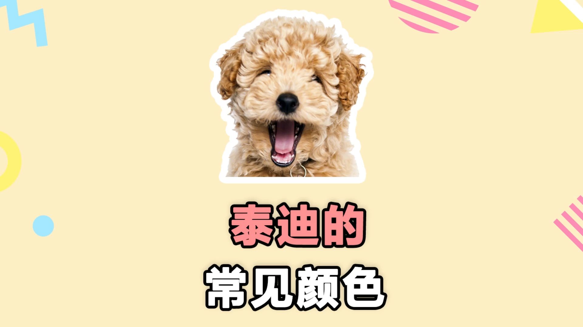 泰迪这些常见颜色,你知道吗?