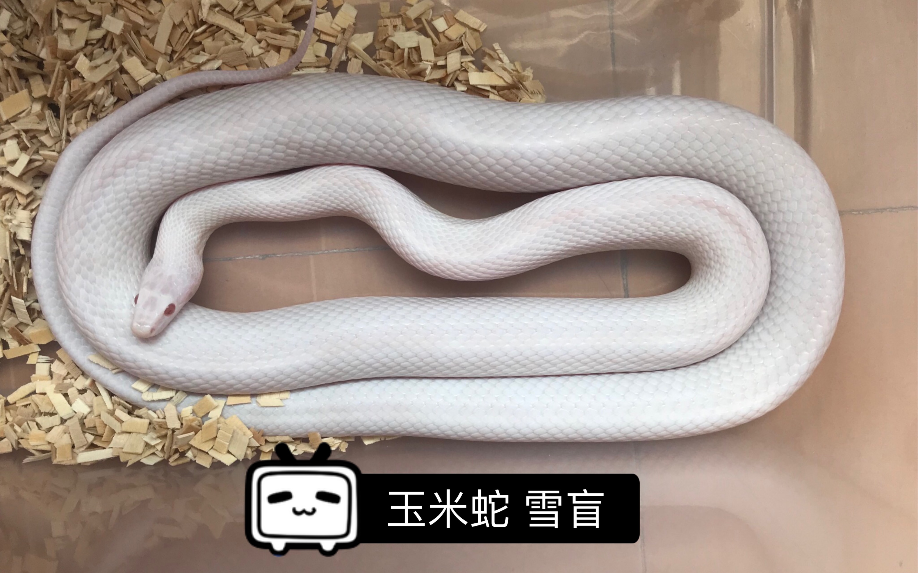 白化玉米蛇成体图片