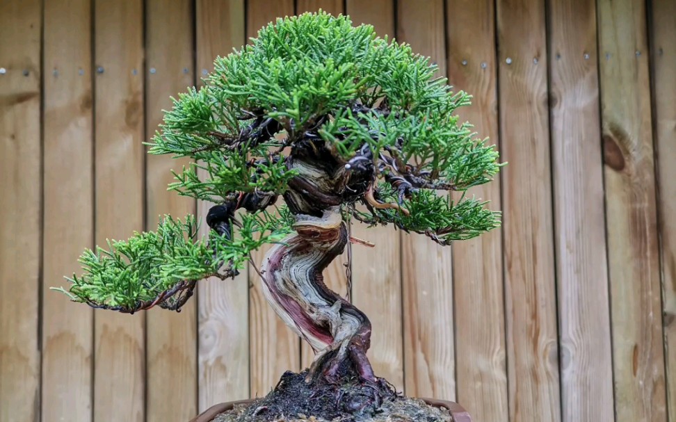 日本小品系鱼川真柏双水线改单水线搏一搏单车变摩托日常复整