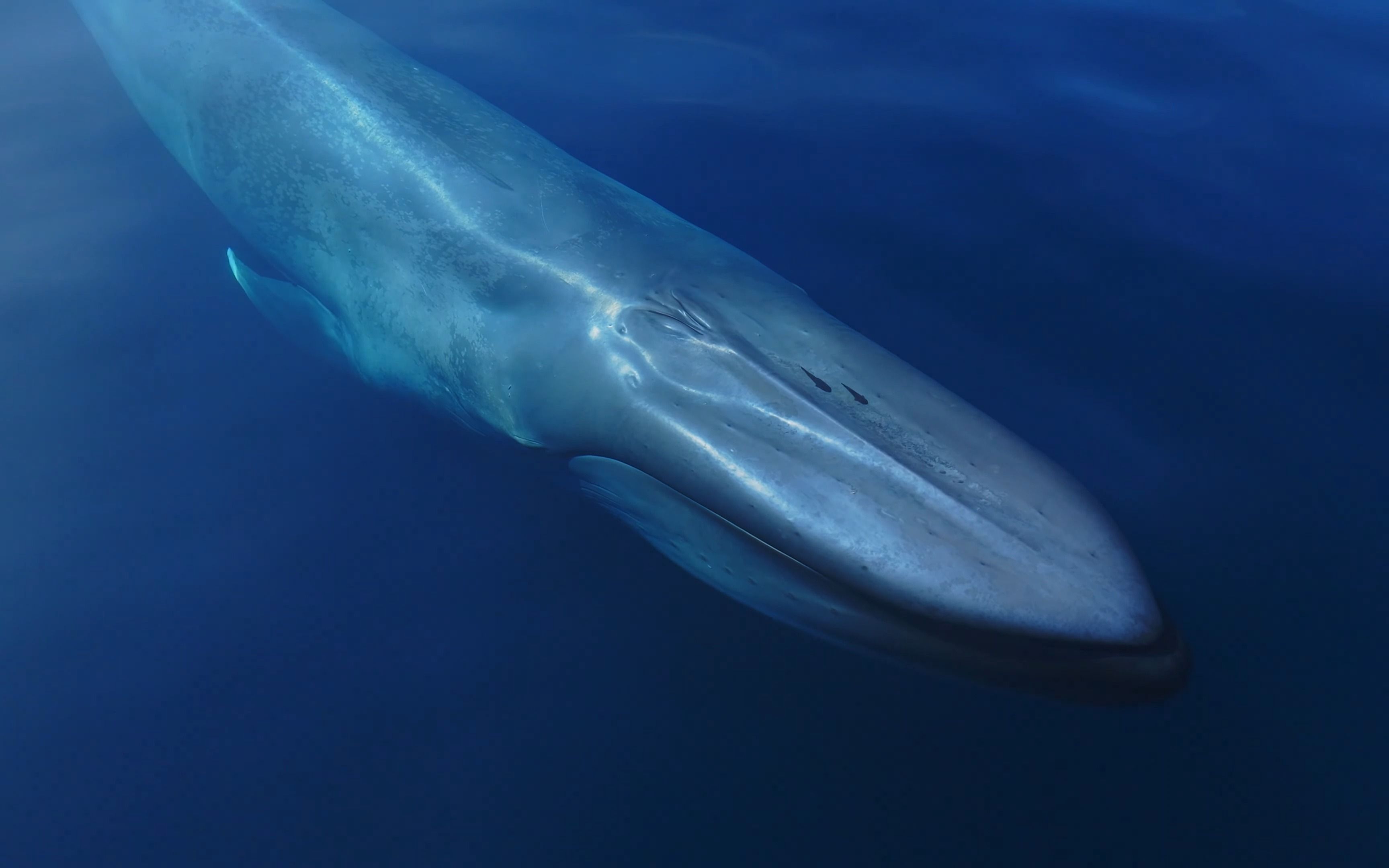 讲真!蓝鲸是这个星球上最令人神往的动物