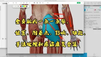 下载视频: 全身肌肉一条一条学，位置、附着点、影响、功能、手法处理和疼痛康复合集补充部分