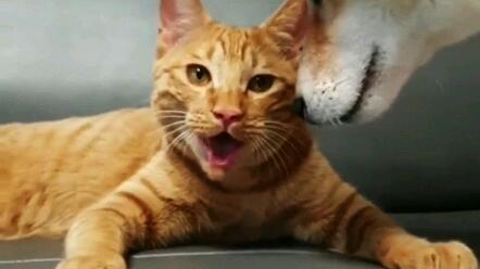 这只猫被狗同化了吧 哔哩哔哩