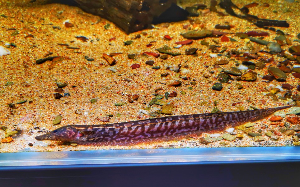 诡魅的暗夜舞者—长吻迷彩飞刀_哔哩哔哩_bilibili