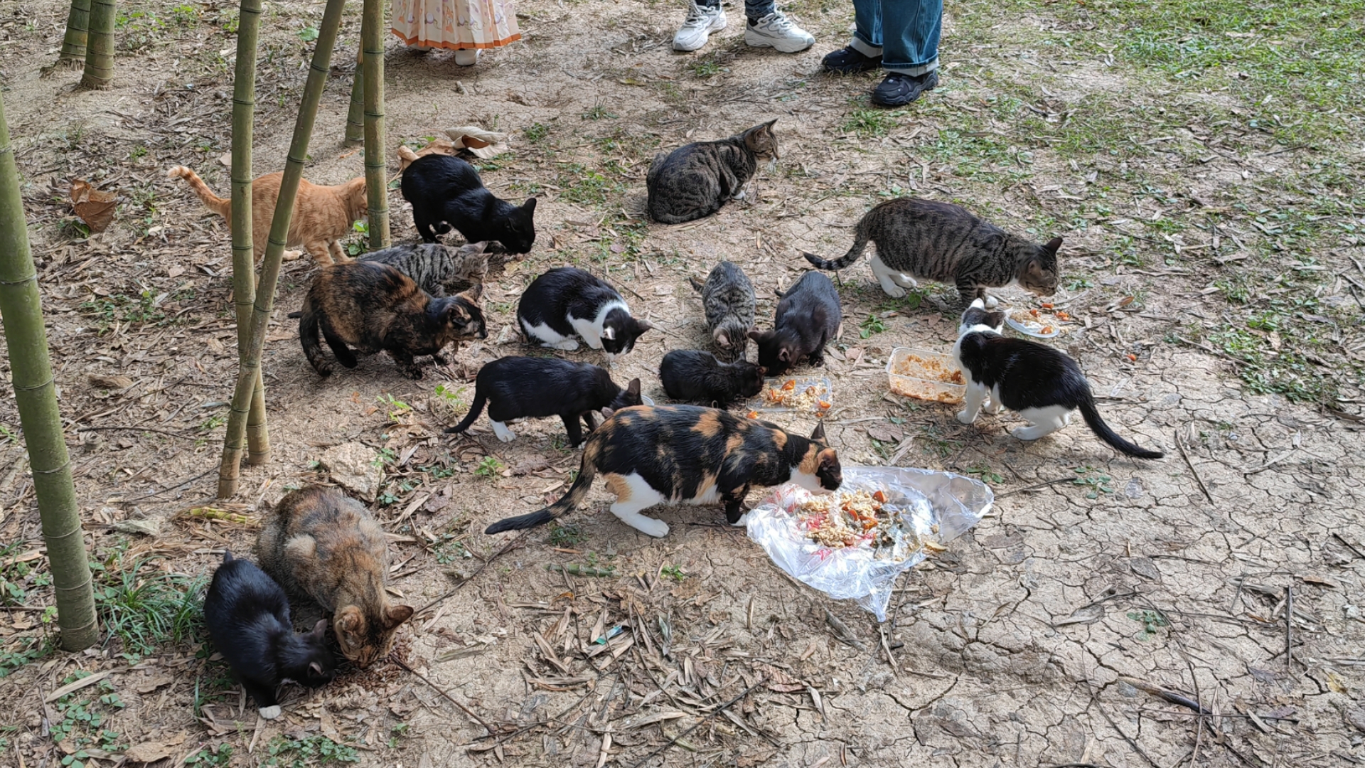 琅琊山简直是个猫猫山哔哩哔哩bilibili