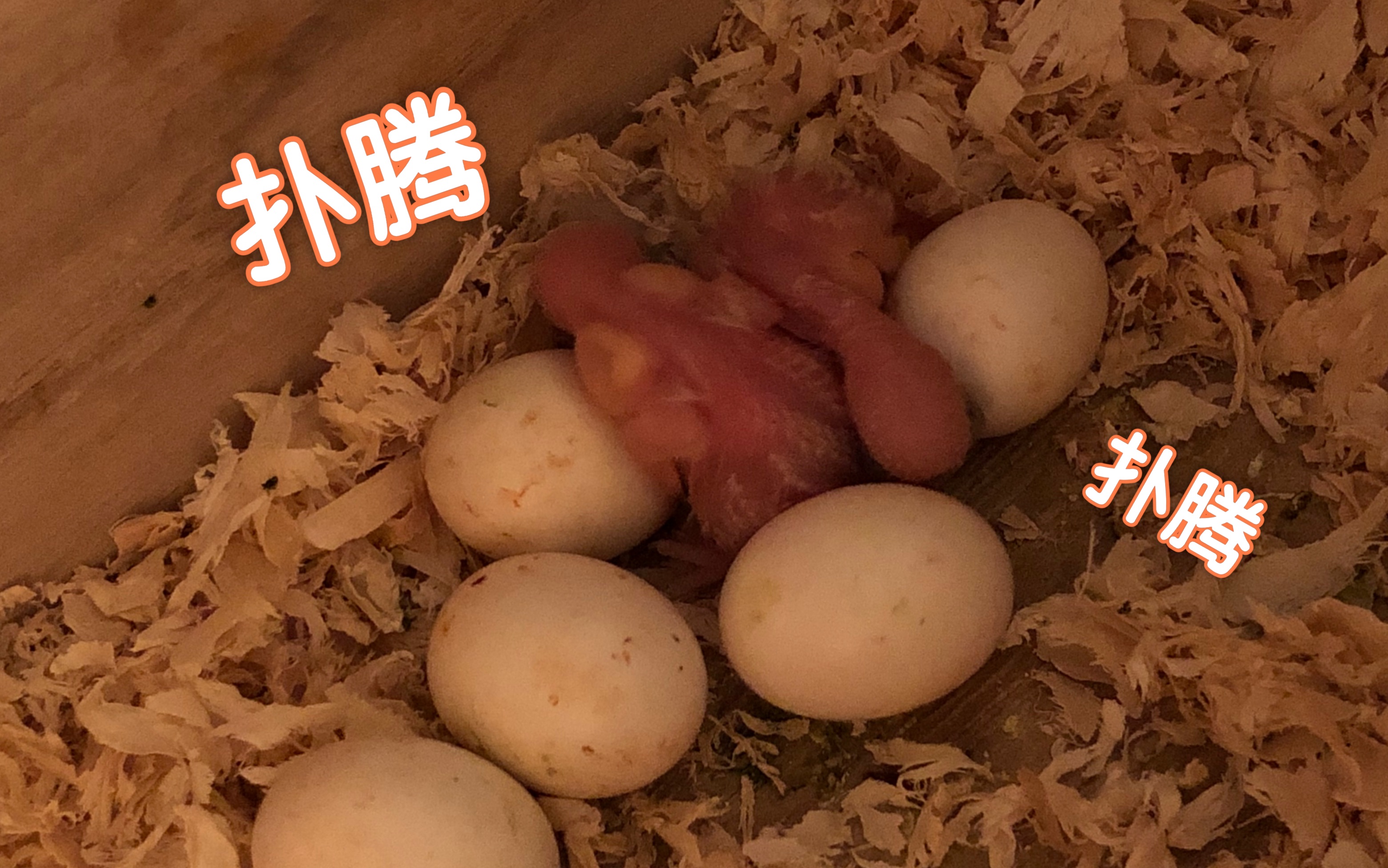 【虎皮鹦鹉】第三窝的小鸟陆续破壳而出!