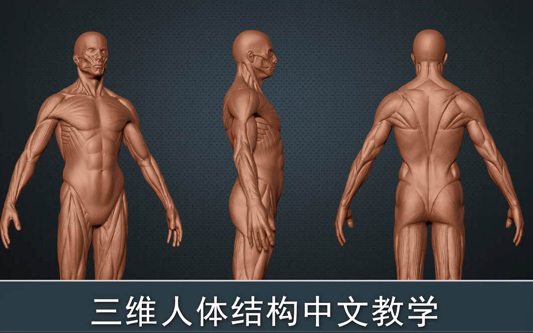 [图]太详细了！！！史上最全[Zbrush] 人体肌肉结构视频教程，果然花钱买来的视频就是不一样，粉丝就是我的衣食父母，欢迎大家前来指导