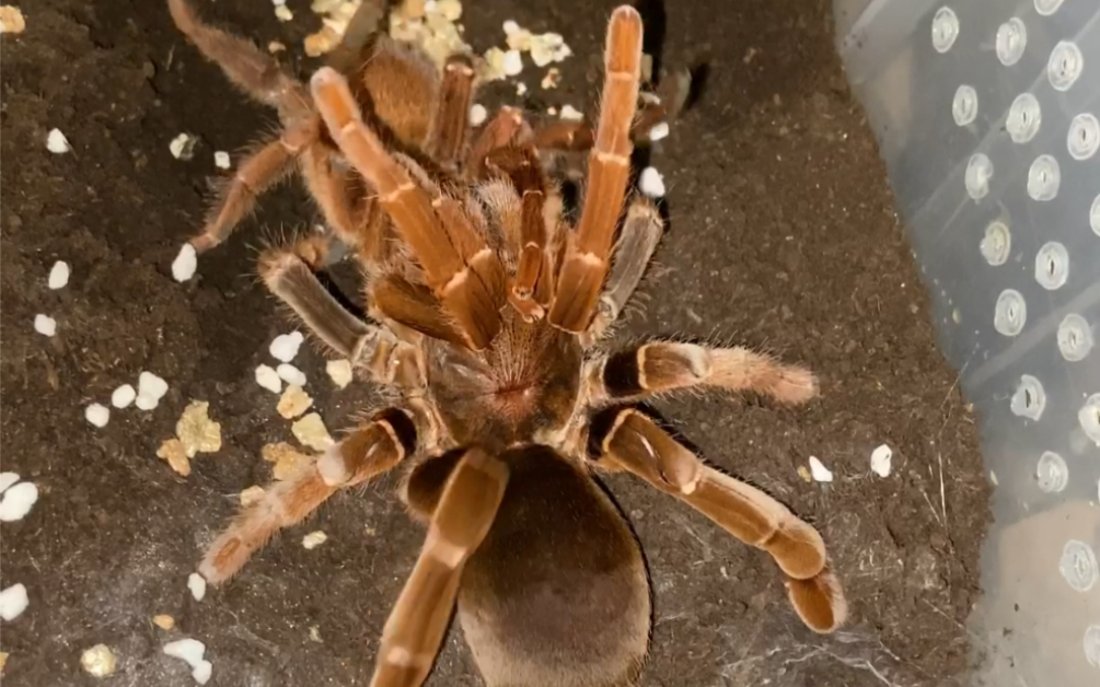 酱油皇帝巴布交配高能视频