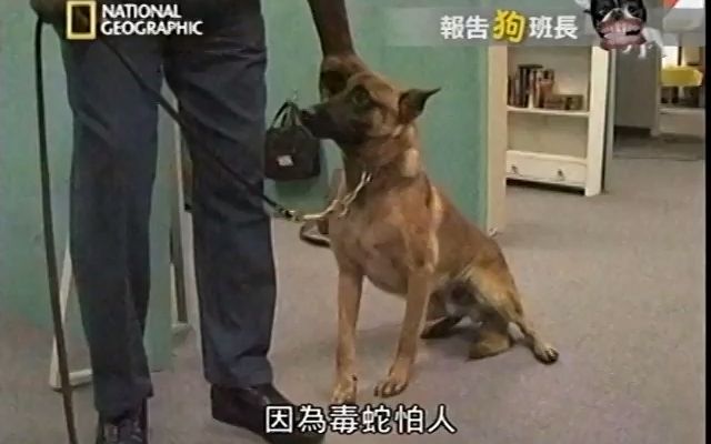 [图]【Dog Whisper】狗语者，精神创伤