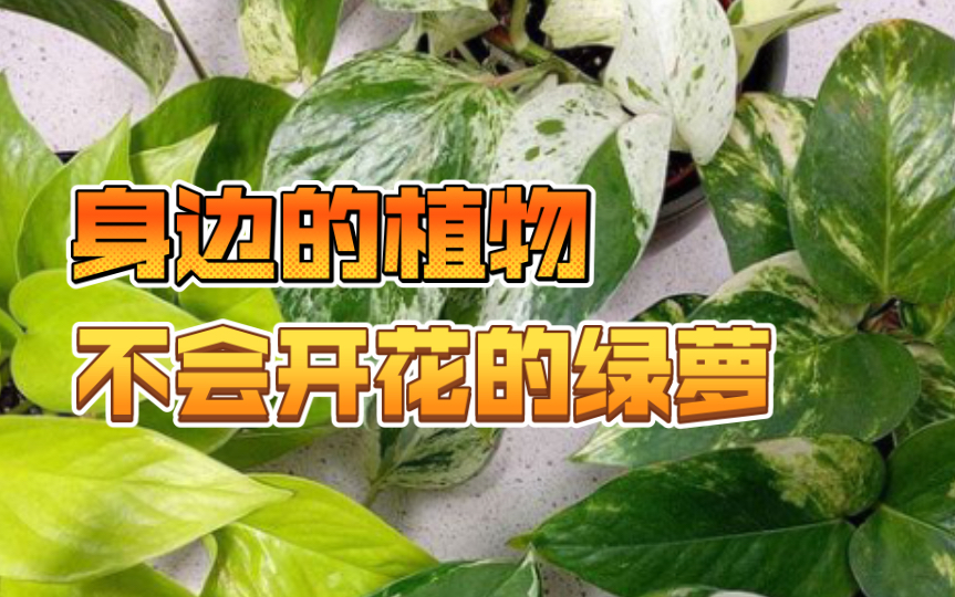 [身边的植物]永远不会开花的绿萝哔哩哔哩bilibili