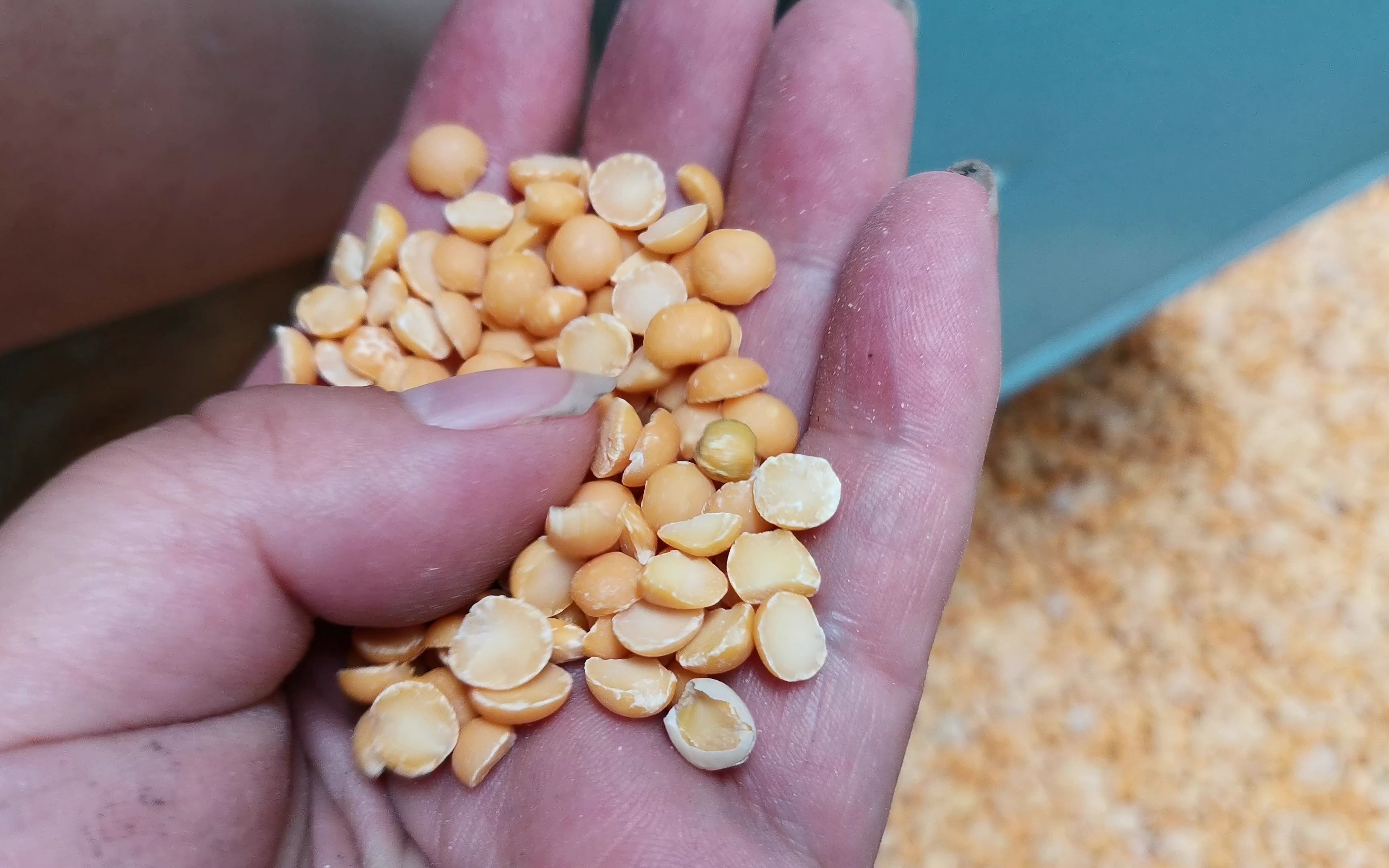 豌豆脱皮机大豆扒皮机