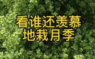 Download Video: 还羡慕地栽月季吗？拔草累不死你，一个月不拔就这德性