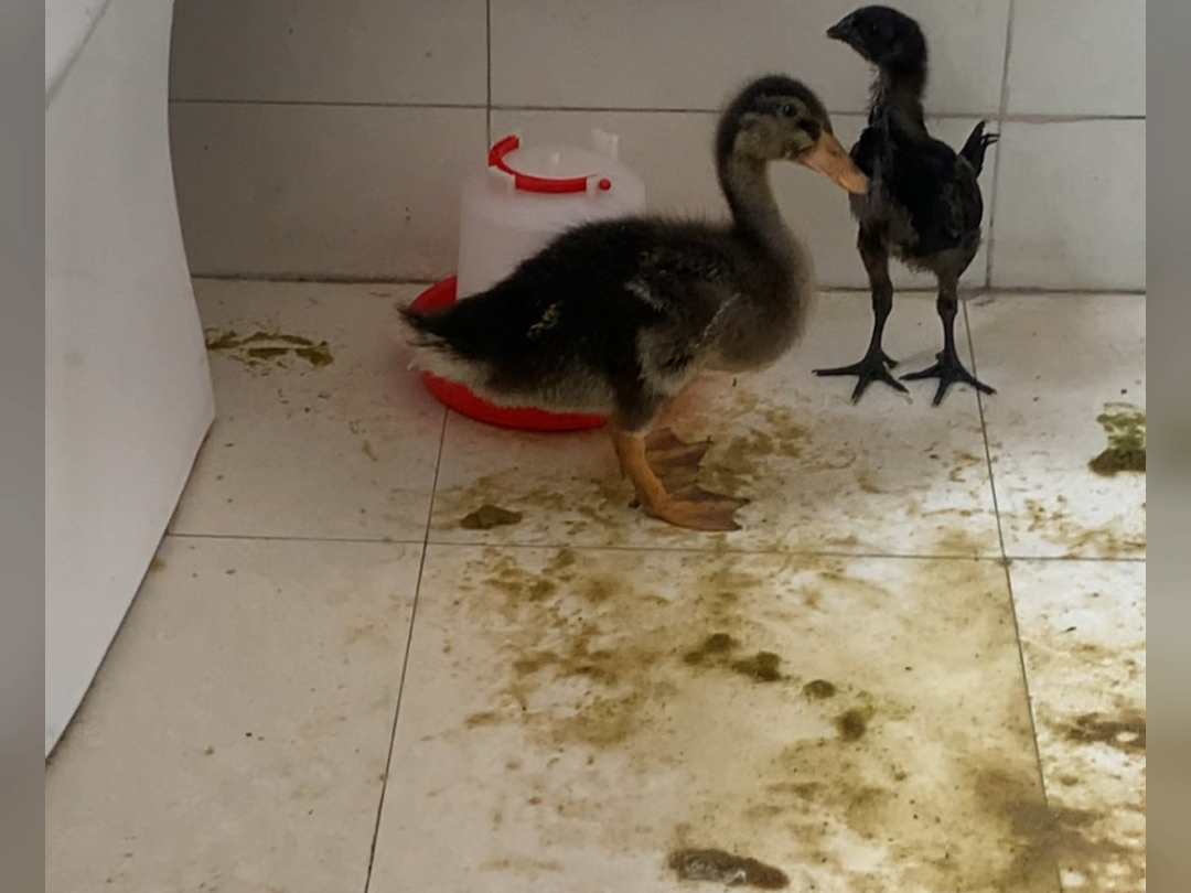 小孩在小区门口10块钱买一只鸭子 一只鸡!