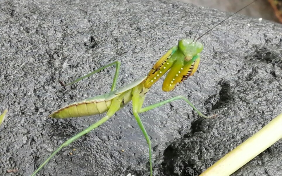 【螳螂图册18】民达斧螳(Hierodula mindanensis)哔哩哔哩bilibili