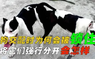 Скачать видео: 狗狗在交配时，为何会被“锁”住？如果将它们强行分开有什么后果