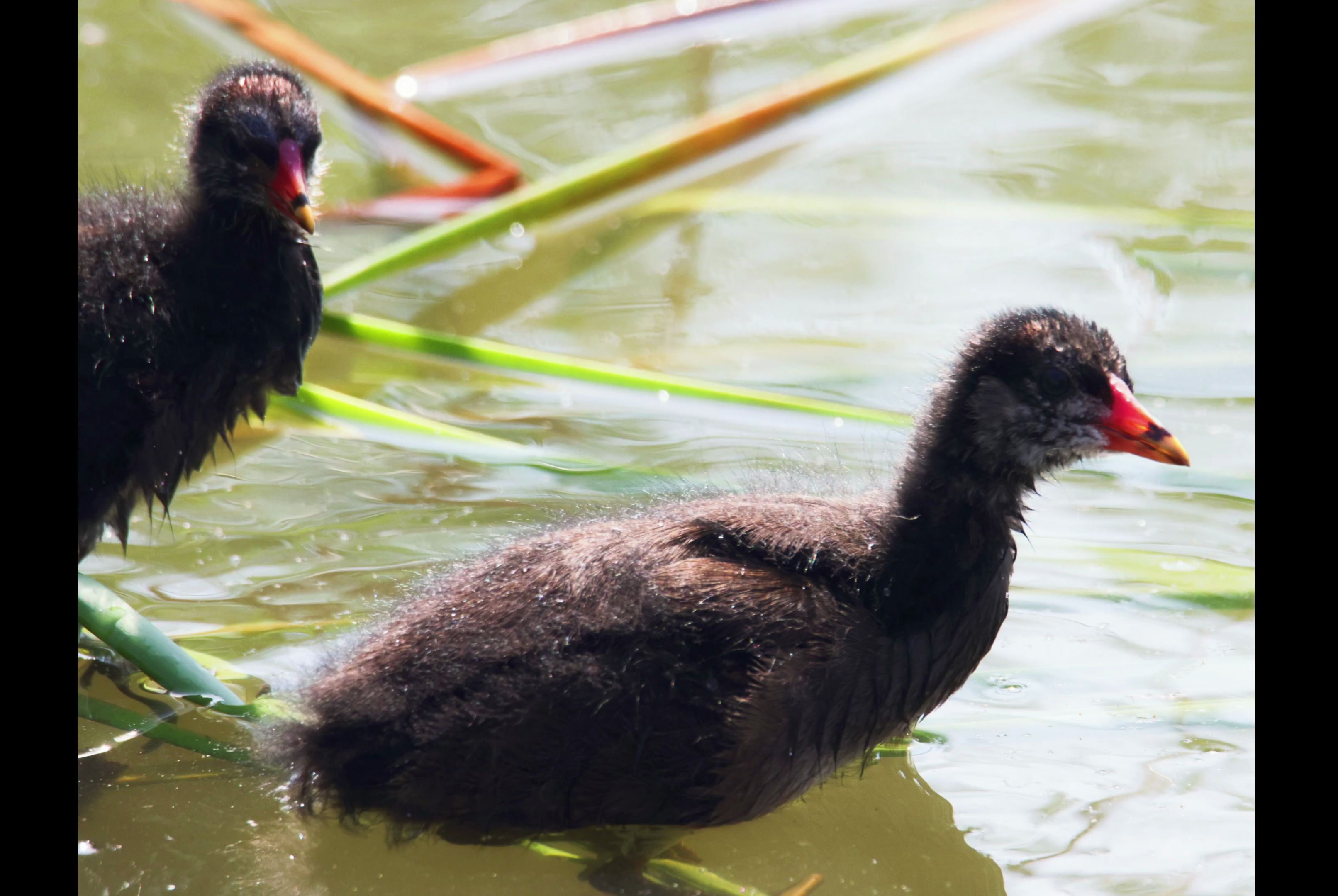 小秃鸡丑萌丑萌的——黑水鸡