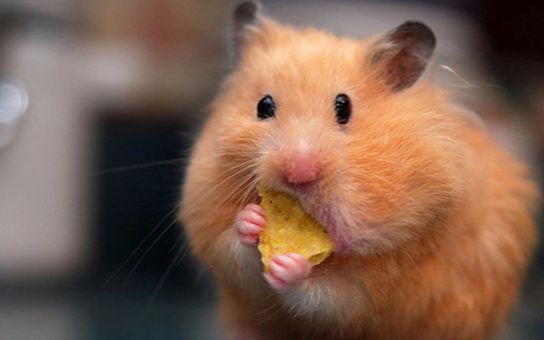 【中字】胖仓鼠@阿尔法小分队日翻组