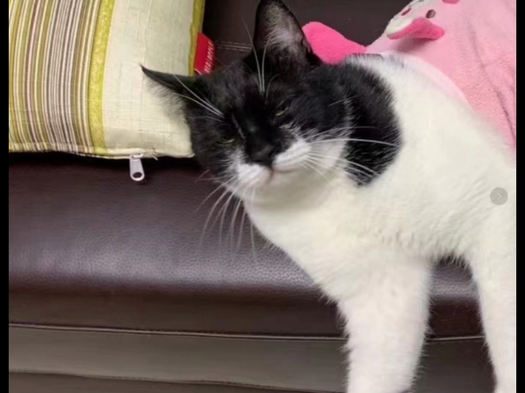 小黑表情包~第二弹