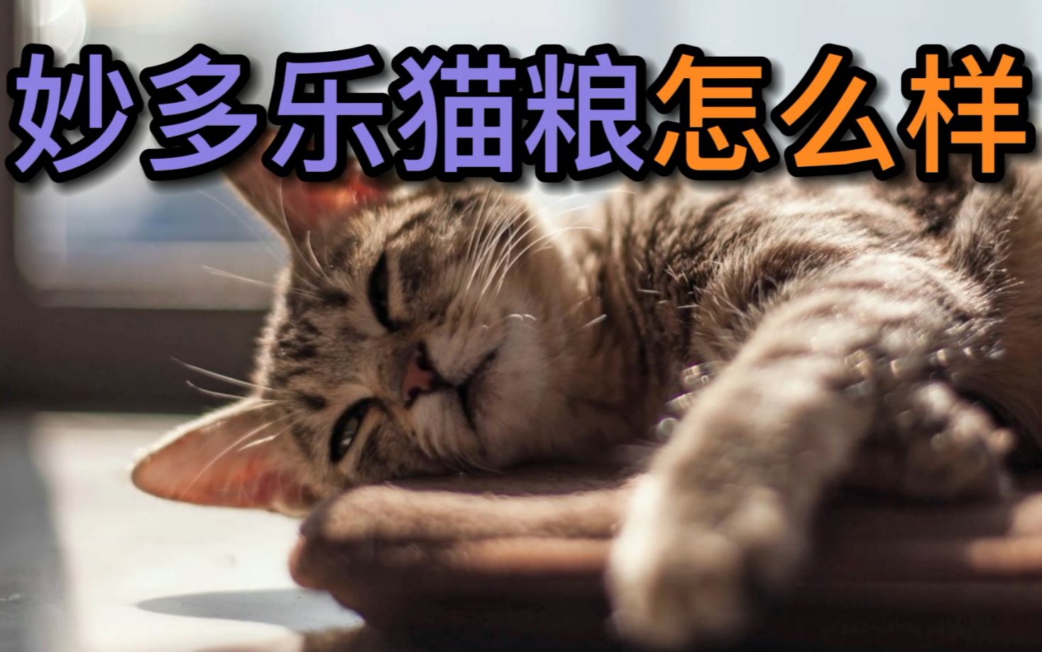 妙多乐猫粮怎么样哔哩哔哩bilibili