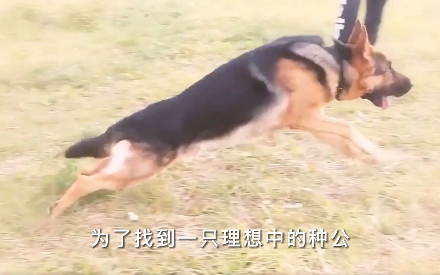 关于德国牧羊犬的故事哔哩哔哩bilibili