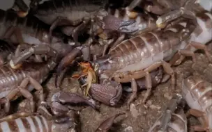 下载视频: 印度红爪雨林蝎群养喂食，后面更精彩