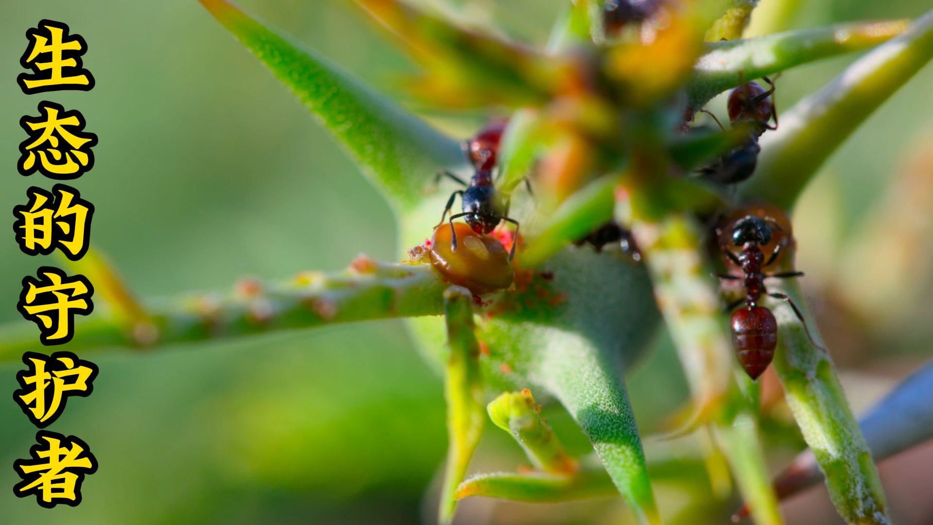 相思树蚁:与植物共生的蚂蚁.