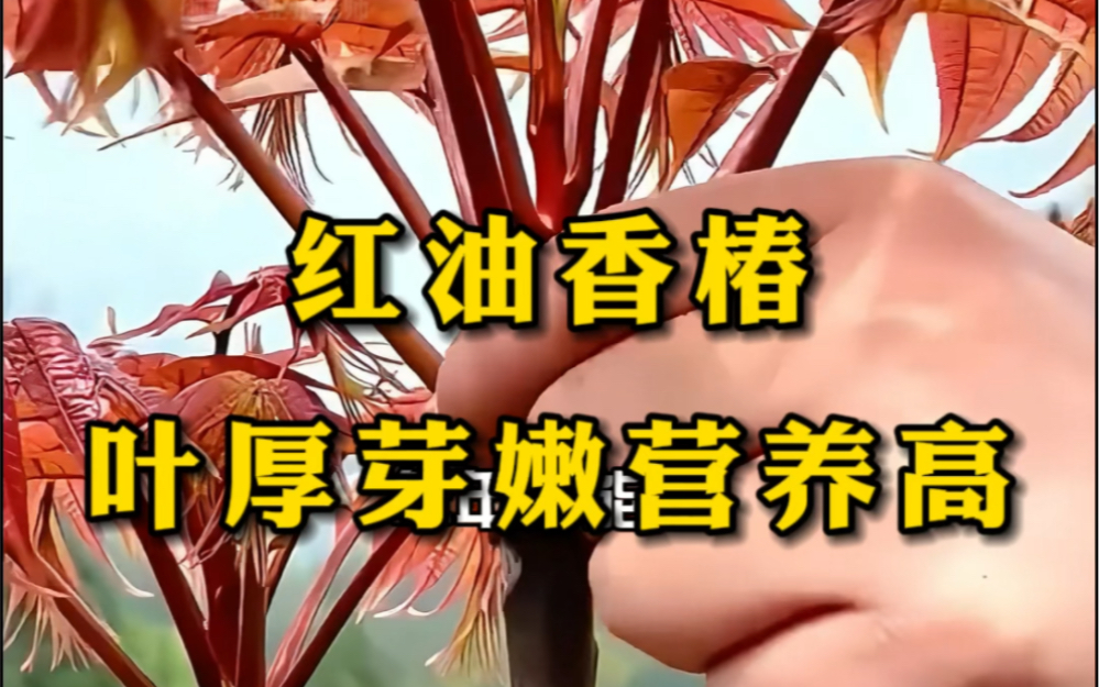 种一次年年吃,说的就是这个红油香椿!哔哩哔哩bilibili