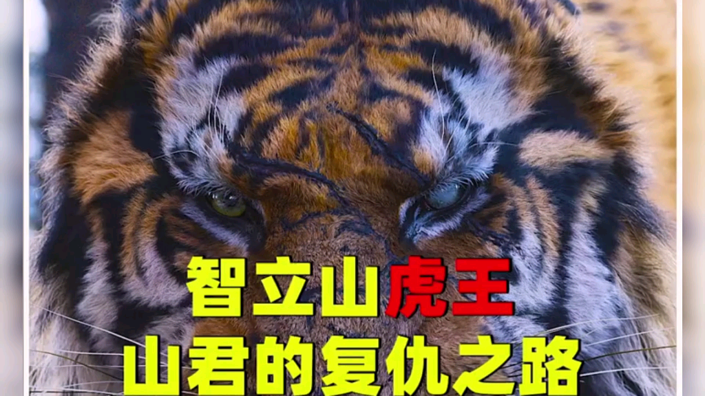 智异山虎王山君的复仇之路,第一集_哔哩哔哩 (゜-゜)つロ 干杯~-bili