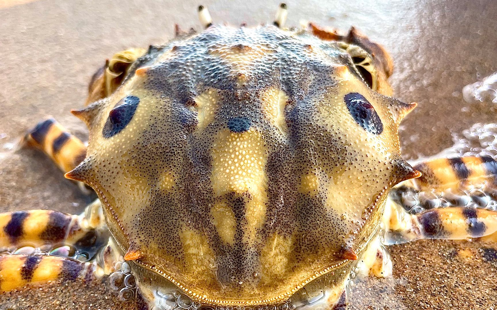 大海退潮后,二强在沙滩上抓到两只马面蟹,还用盐灌出了大蛏王_哔哩