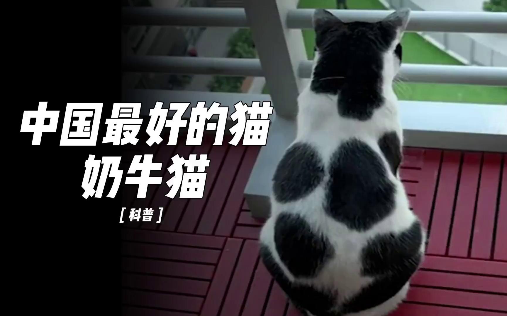 中国最好的猫是什么猫?奶牛猫哔哩哔哩bilibili