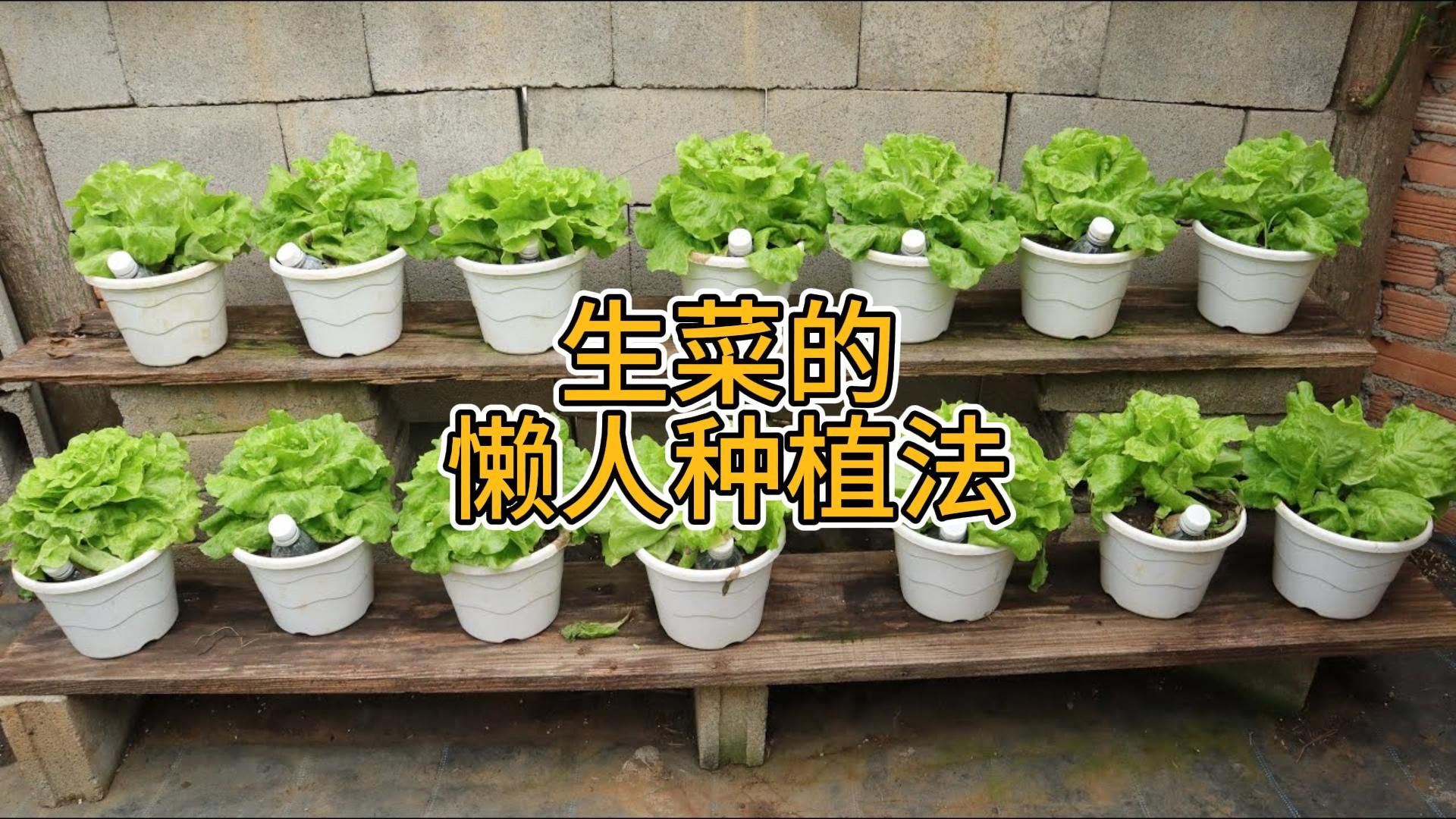 生菜的懒人种植法哔哩哔哩bilibili