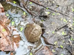 下载视频: 突然在池子里发现了几只日石苗子。。。。什么时候下的蛋下在了那里我一头雾水。。。。。