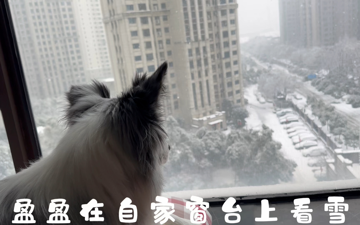 盈盈在自家窗台上看雪