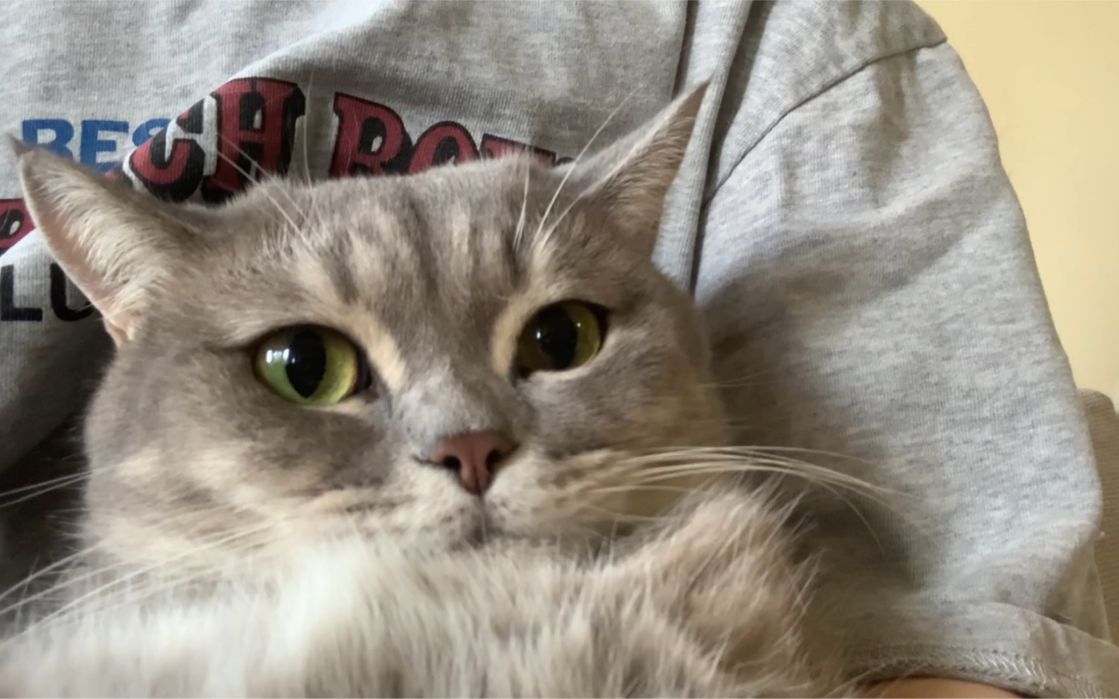 羽子|猫咪的自拍