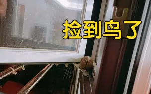 Télécharger la video: 我也捡到鸟了！! 难道真养什么就能捡什么?