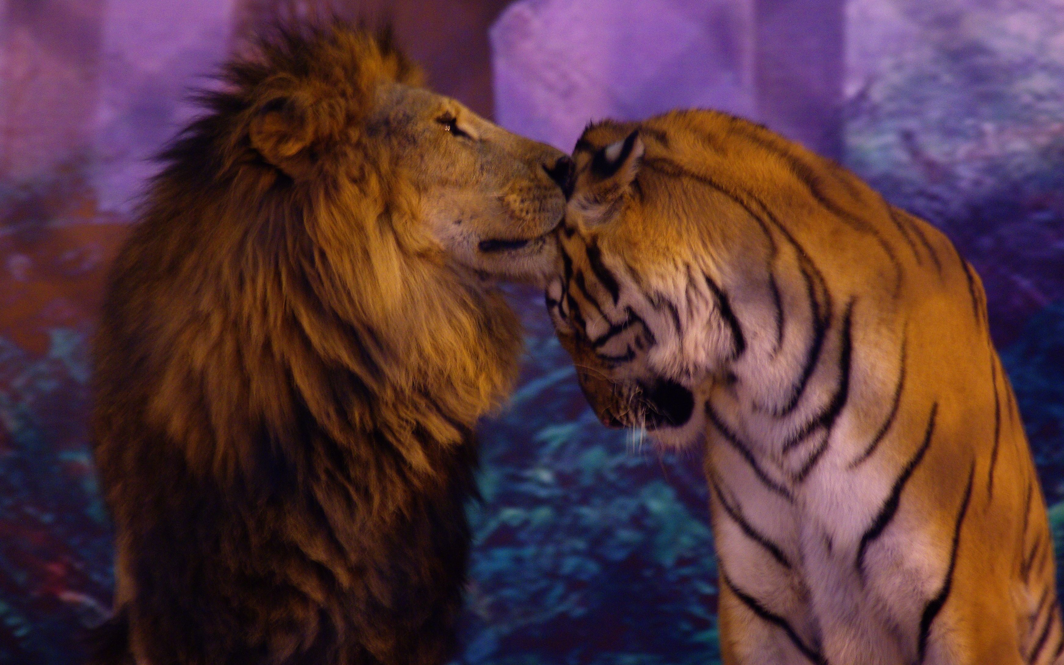 非洲狮与孟加拉虎