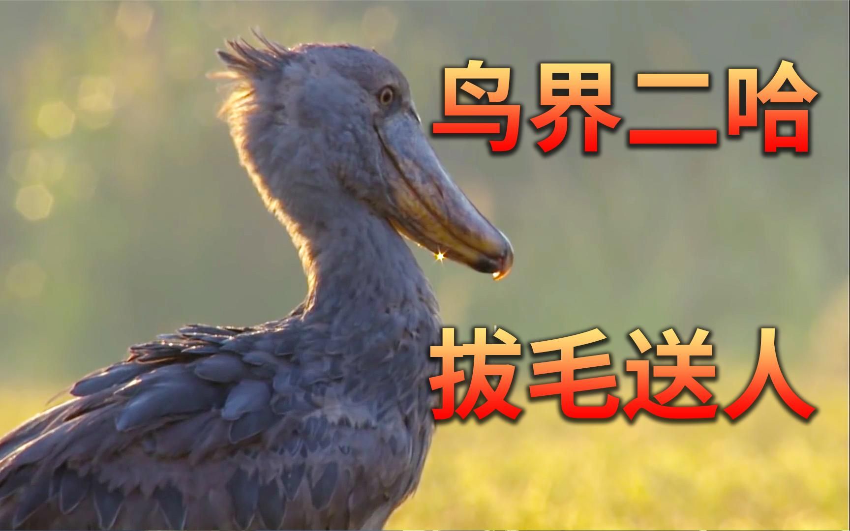 被称为鸟界二哈的鲸头鹳,喜欢拔毛送人,还特别又礼貌