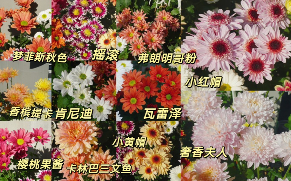 今年的切花菊品种介绍(一),菊花真的好养又好看啊哔哩哔哩bilibili