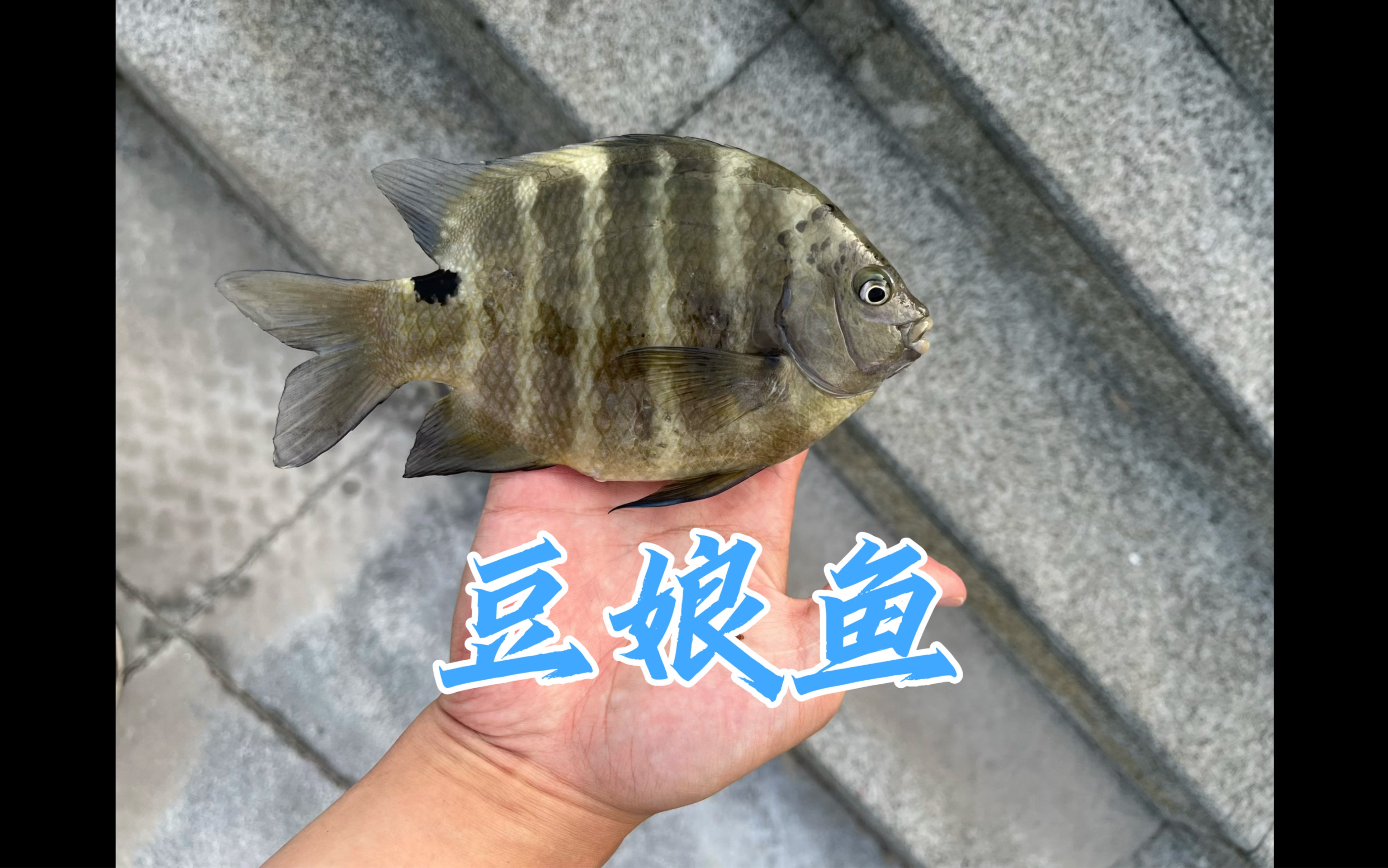 巴掌大的豆娘鱼