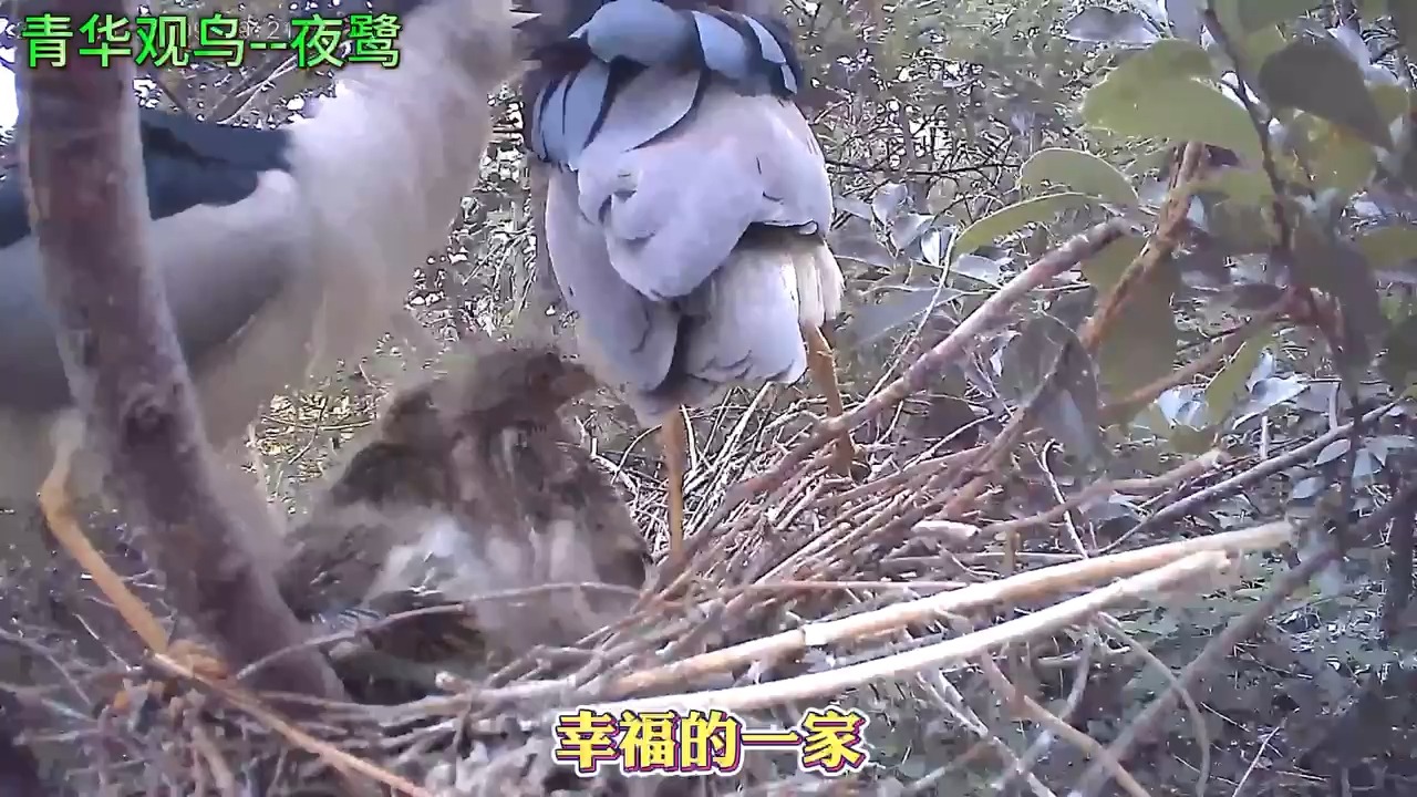 第七期:外来同类趁机偷袭幼鸟食物,鸟爸见状赶紧追去抵抗.哔哩哔哩bilibili