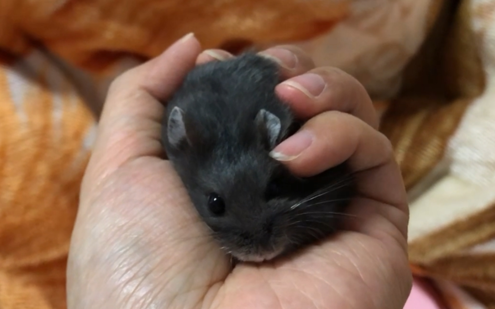 活动  【仓鼠-一线黑熊】可怜的奈奈,又被迫营业