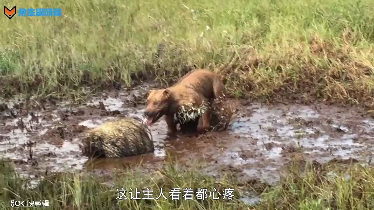 超强比特犬大战豪猪,场面激烈壮观,镜头记录恐怖一幕哔哩哔哩bilibili