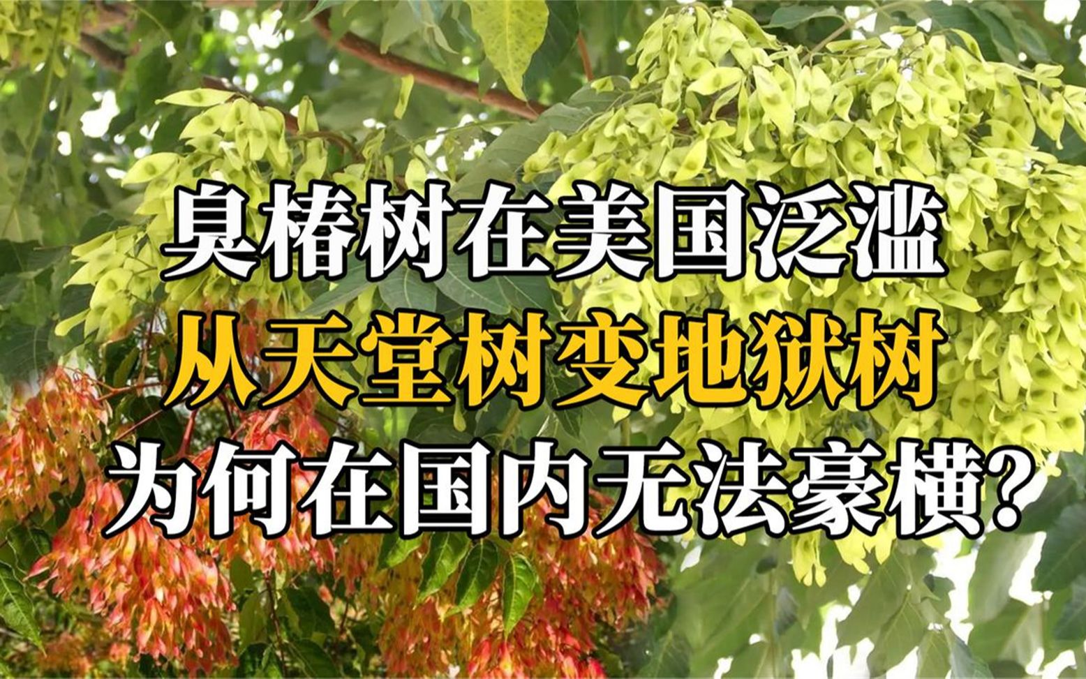 椿树入侵美国泛滥成灾,老美疑惑了,为何中国种植啥事没有?哔哩哔哩bilibili